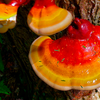 Mushrooms In Shampoo? How Reishi Mushrooms Can Help Hair Growth